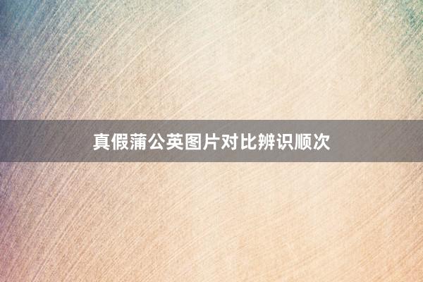 真假蒲公英图片对比辨识顺次